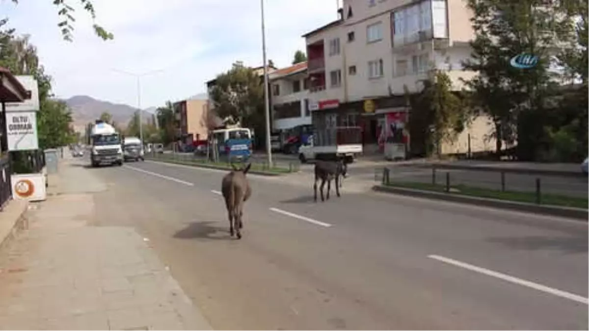 Sahipsiz Eşekler Kazalara Davetiye Çıkarıyor