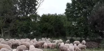 Belediye Başkanı Yılmaz, Huzuru Çobanlıkta Buldu