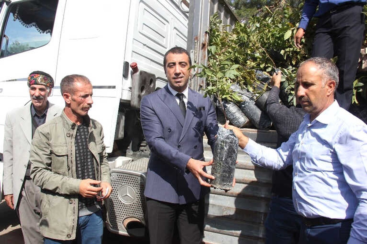 Bingöl\'de Ekonomiye Ceviz Desteği, 6 Bin 500 Fidan Dağıtıldı