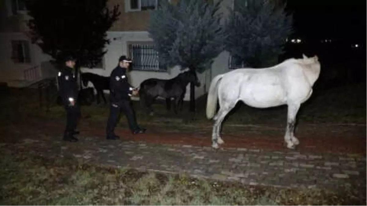 Edirne Polisi, Gece Yarısı Başıboş Atları Kovaladı