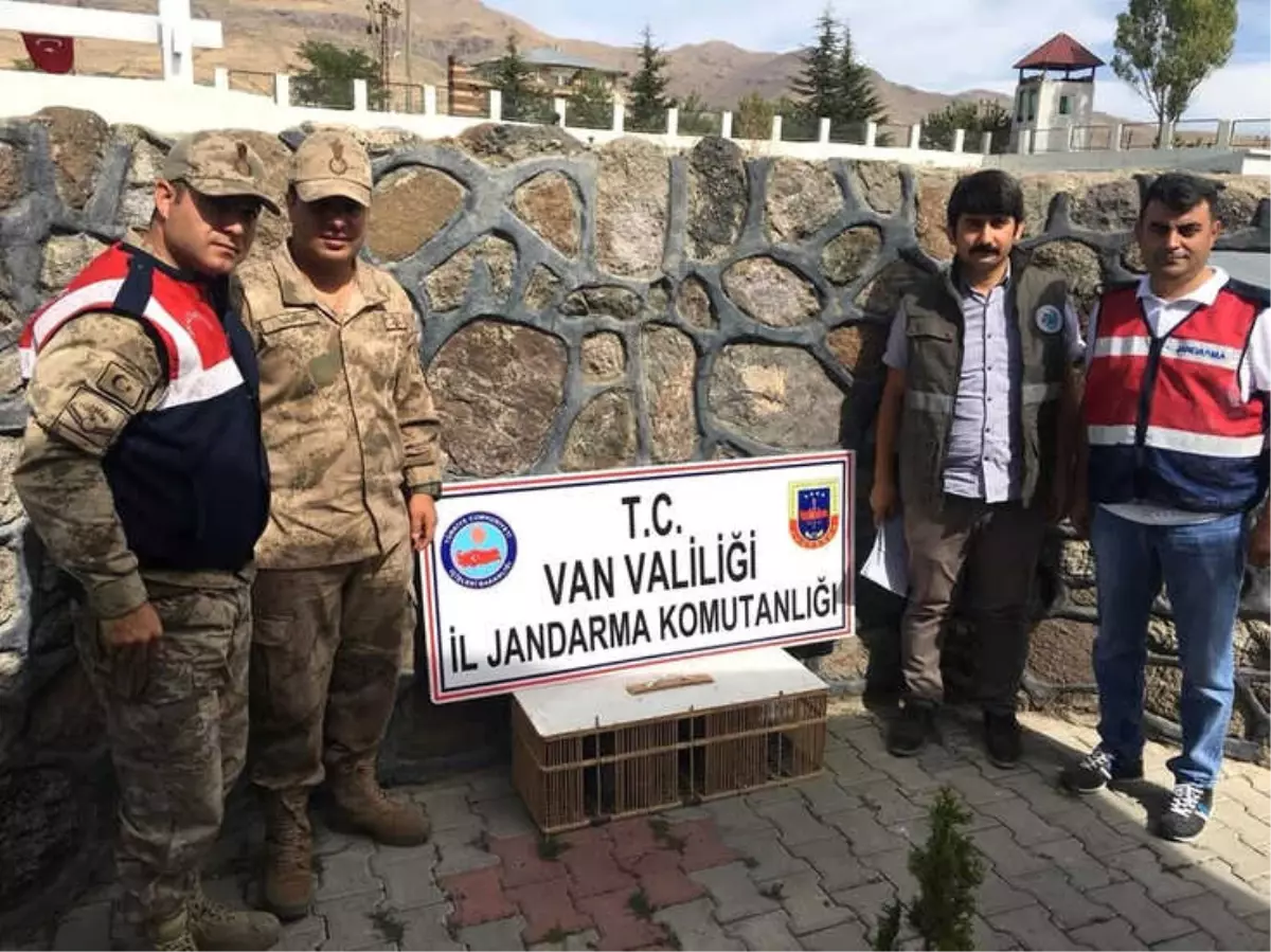 Kafes Avcılığı Yapan Şahsa 3 Bin 544 TL İdari Para Cezası Kesildi