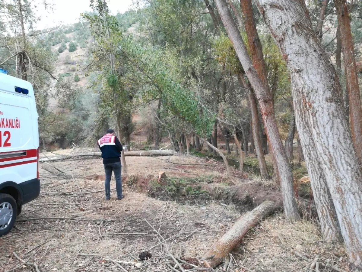 Kestiği Ağacın Altında Kalarak Öldü