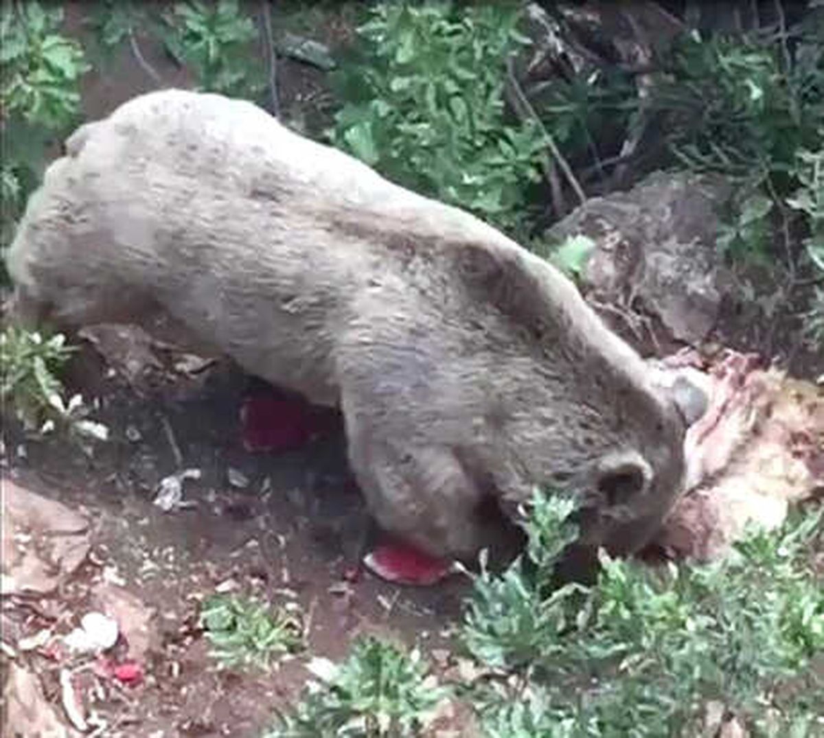 Köye İnen Bozayı, Koyun Postunu Götürdü