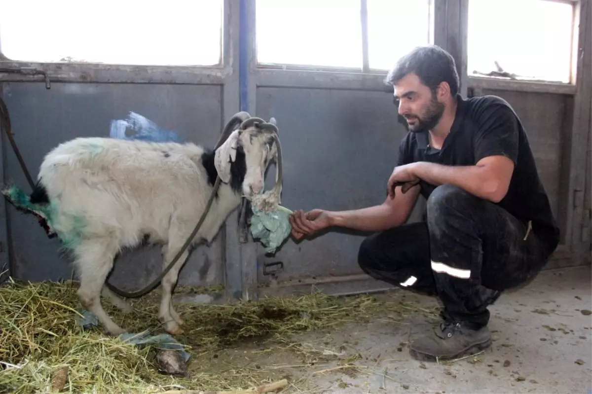 Kurdun Yaraladığı Keçiyi Ölmek Üzereyken Tamirciler Kurtardı