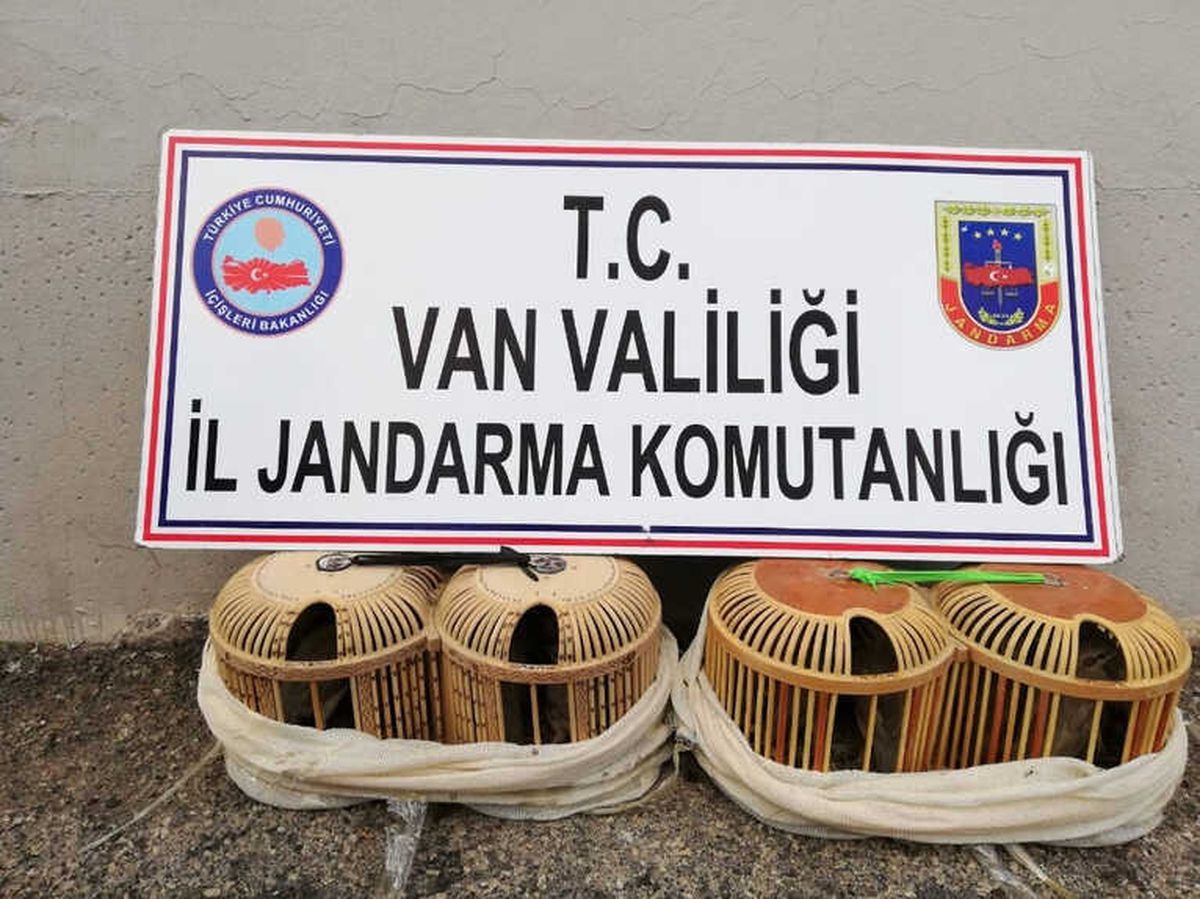 Van\'da 152 Keklik Doğaya Bırakıldı