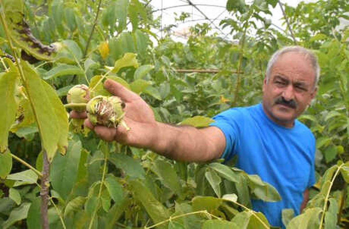 Adilcevaz\'da Ceviz Hasadı