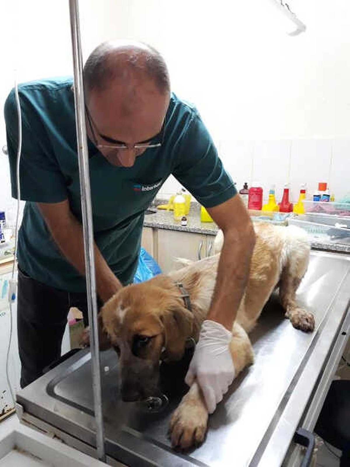 Av Tüfeğiyle Vurulan Köpek Tedaviye Alındı