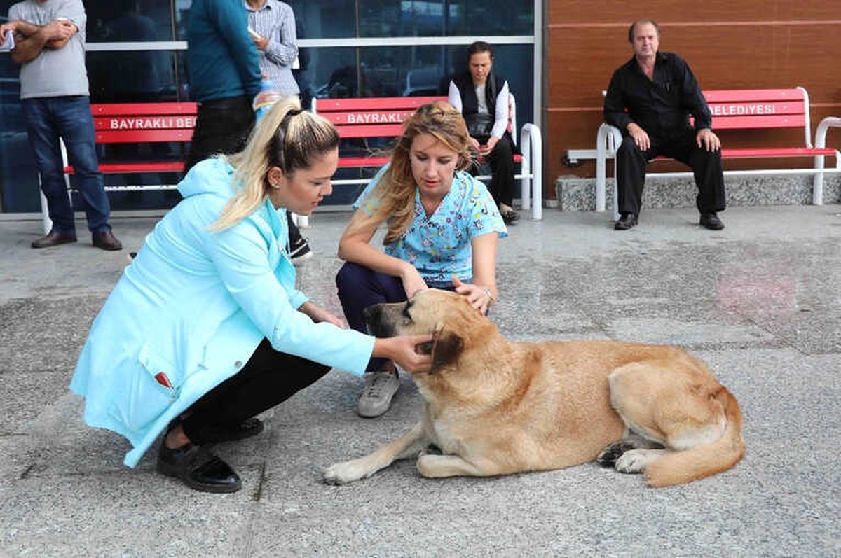 Bayraklı\'da Sokak Hayvanları Sağlık Kontrolünden Geçirildi