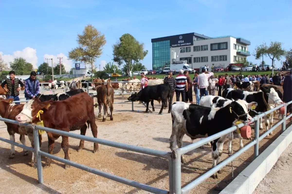 Biga 5. Sığır Güzellik Yarışması Yapıldı