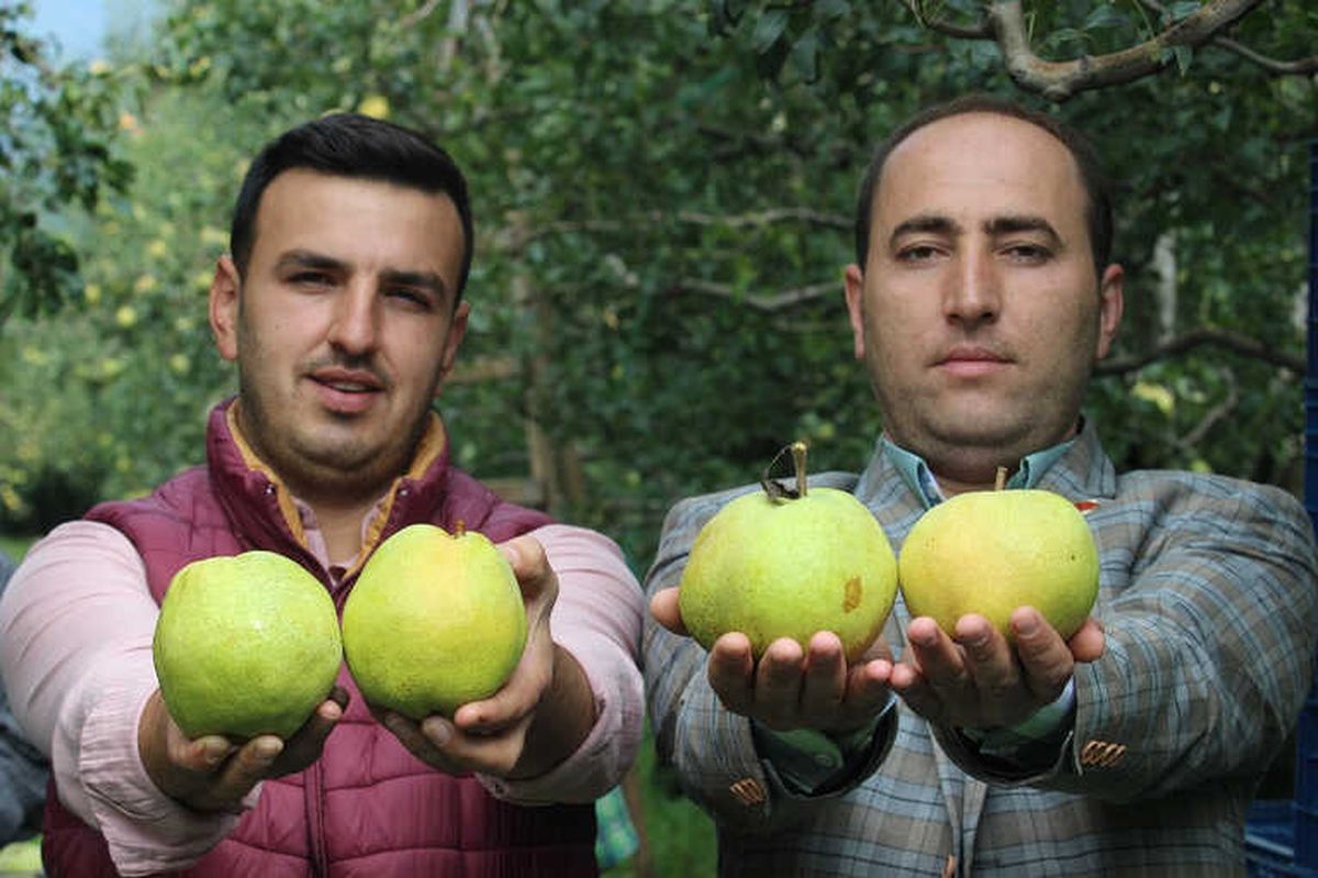 Bu Armutların Tanesi 1 Kilo