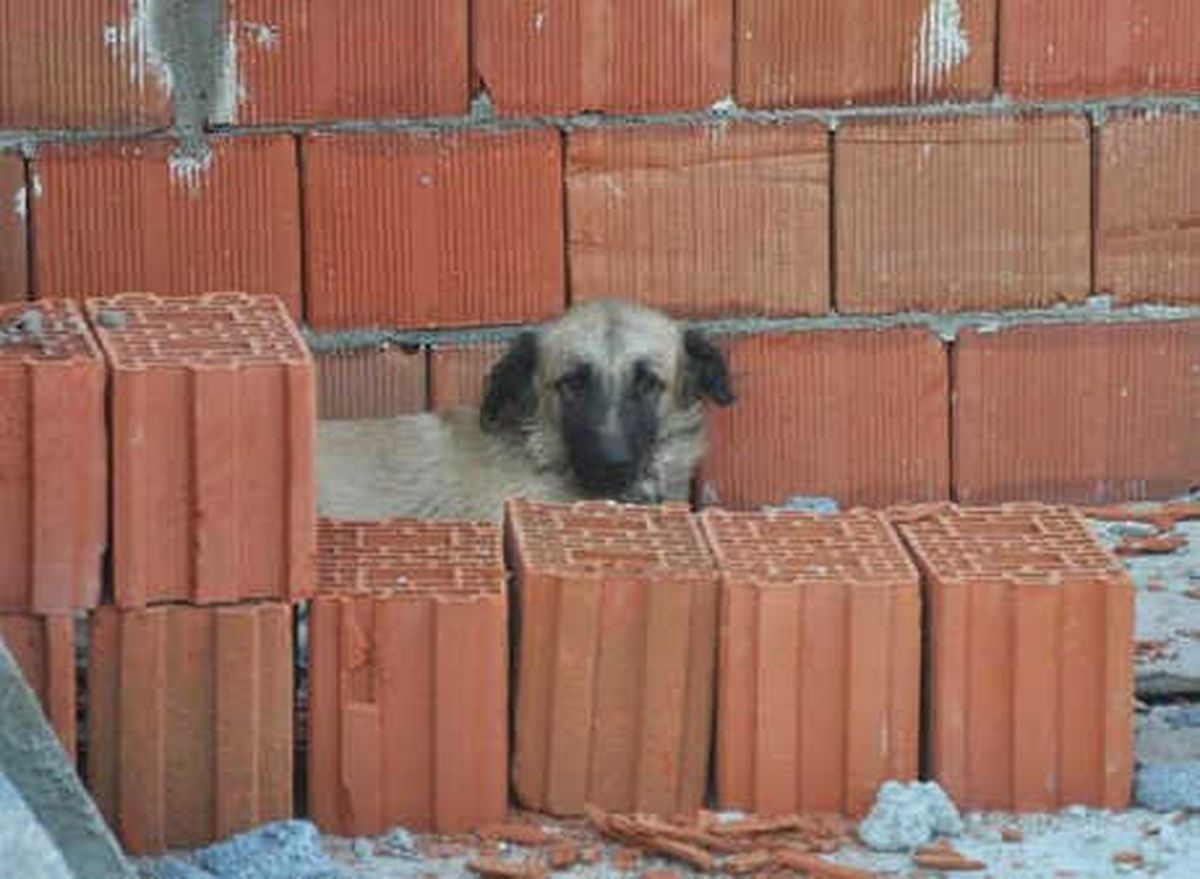 Çatı Katında Mahsur Kalan Köpeği İtfaiye Kurtardı