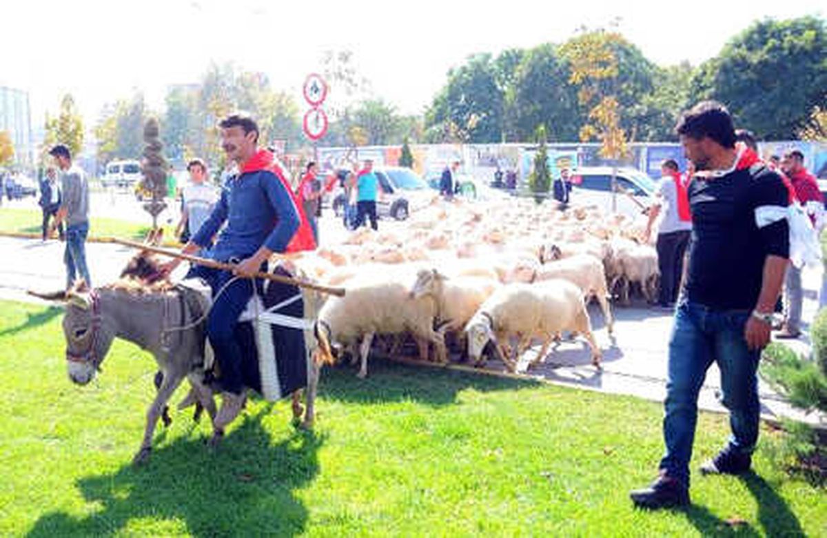 Çobanlar, Koyunlarını Şehir Merkezinde Gezdirdi