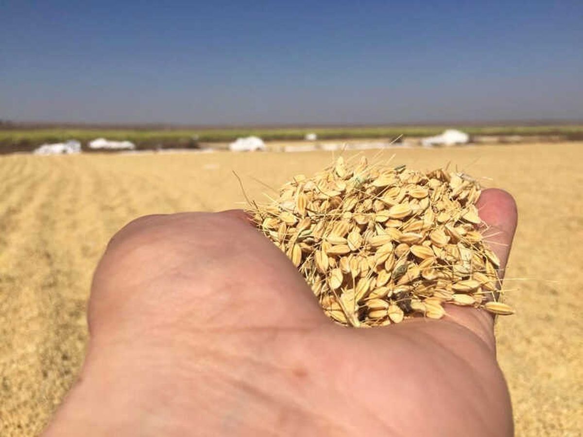 Diyarbakır\'da Pirinç Hasadı Başladı