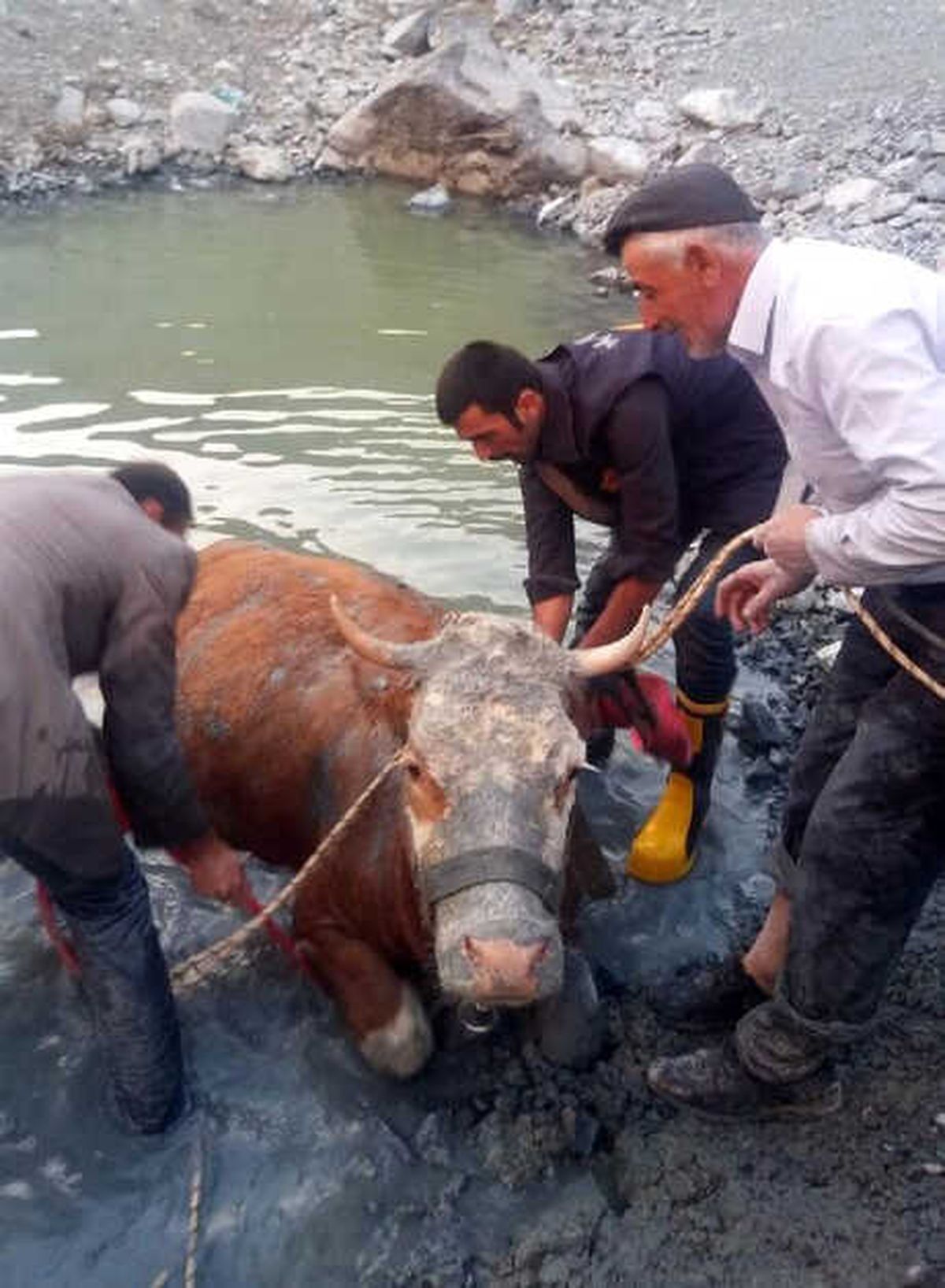 İneği Düştüğü Göletten İtfaiye Ekibi Çıkardı
