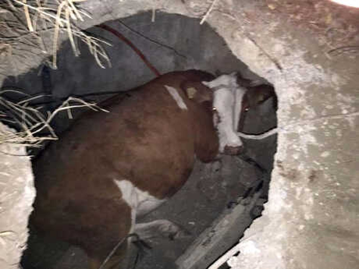 Kapağı Çalınan Yeraltı Kablo Odasına Büyükbaş Düştü