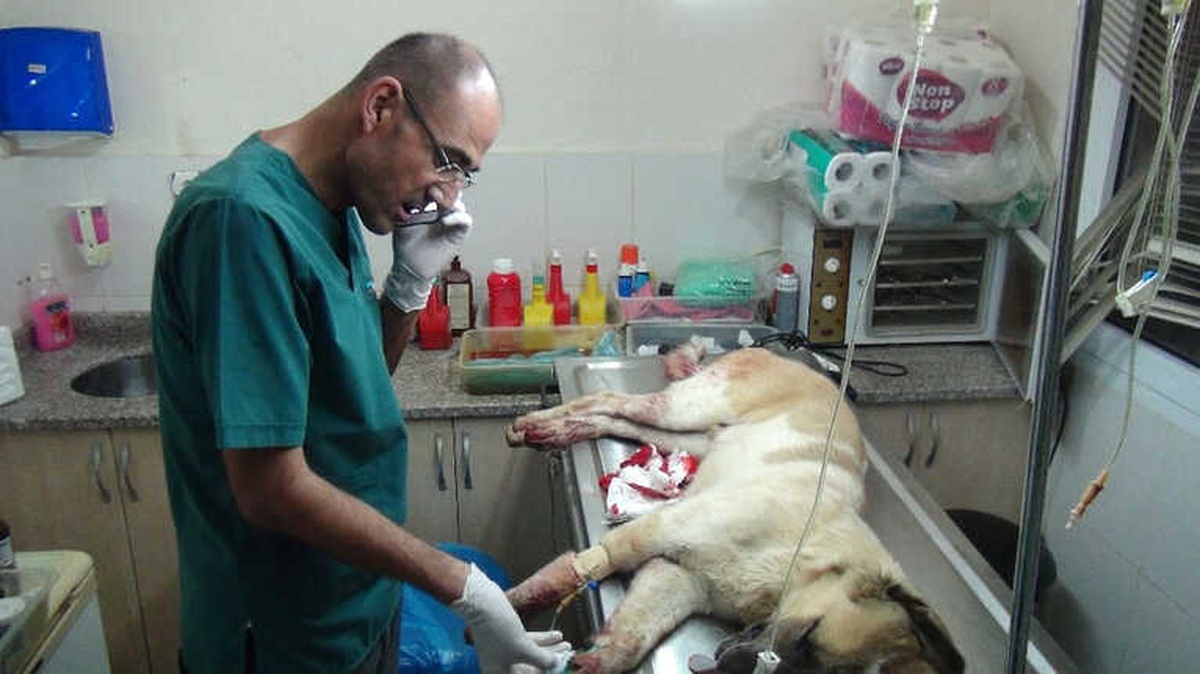 Manavgat\'ta Sokak Köpeğin Tüfekle Vuruldu