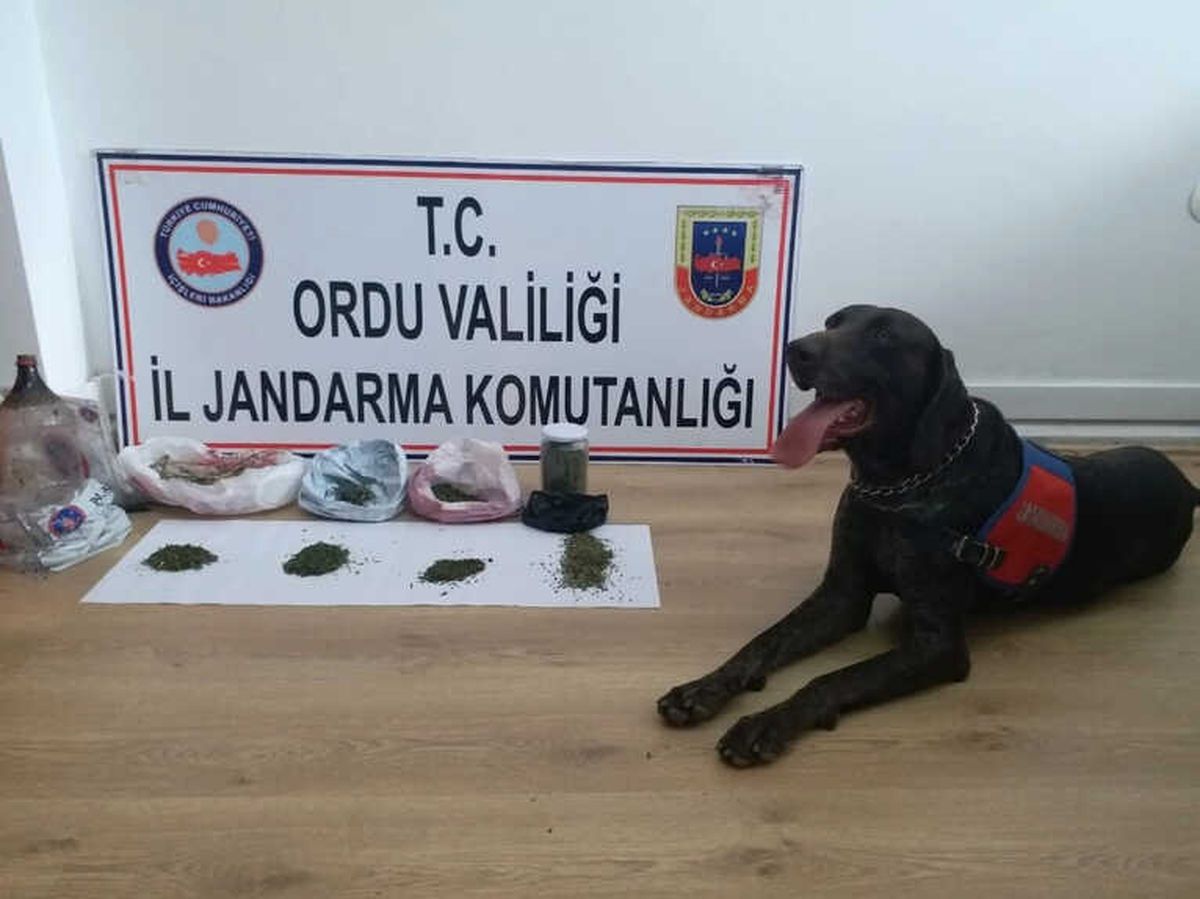 Ordu\'da Uyuşturucu Operasyonu