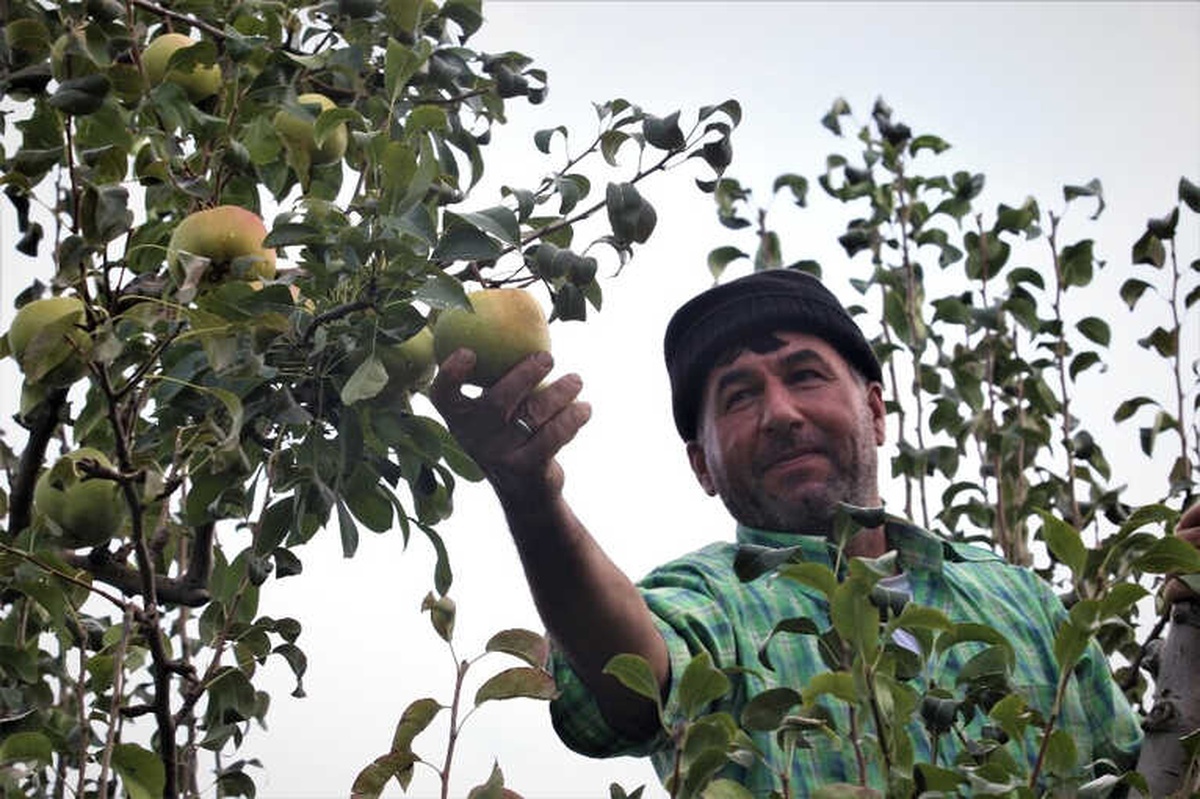 Bu Armudun Tanesi 1 Kilo Geliyor