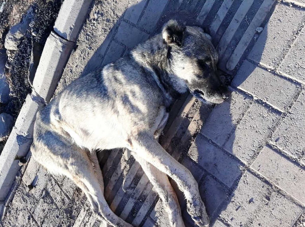 Siverek\'te 10 Sokak Köpeğini Zehirlediler