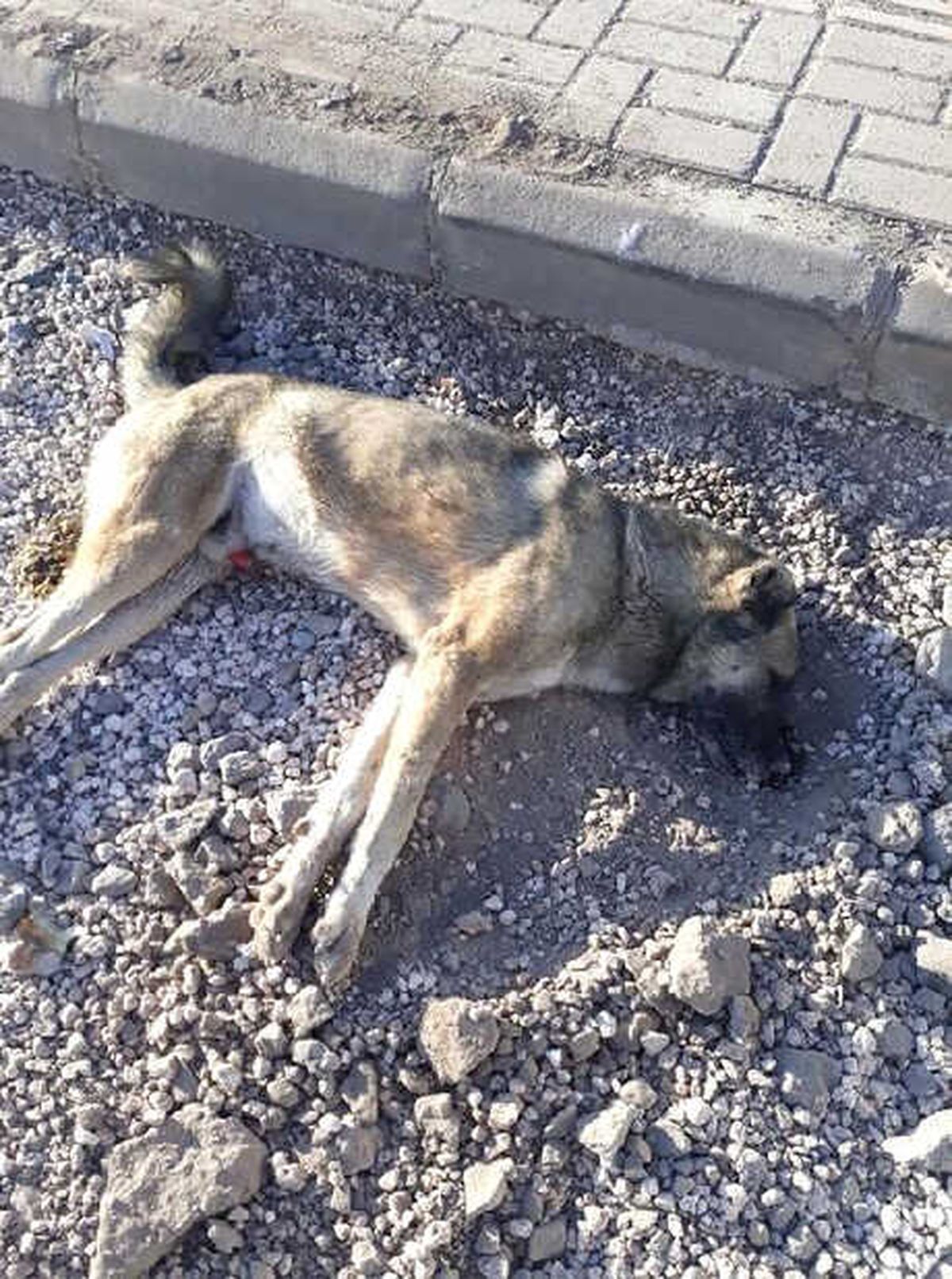 Siverek\'te, Köpekleri Zehirlediler