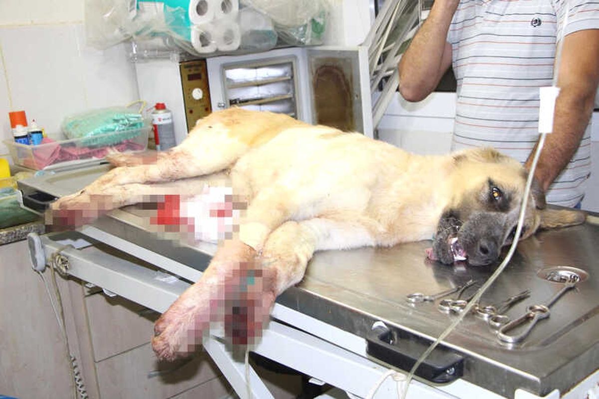 Sokak Köpeğini Tüfekle Vurdu
