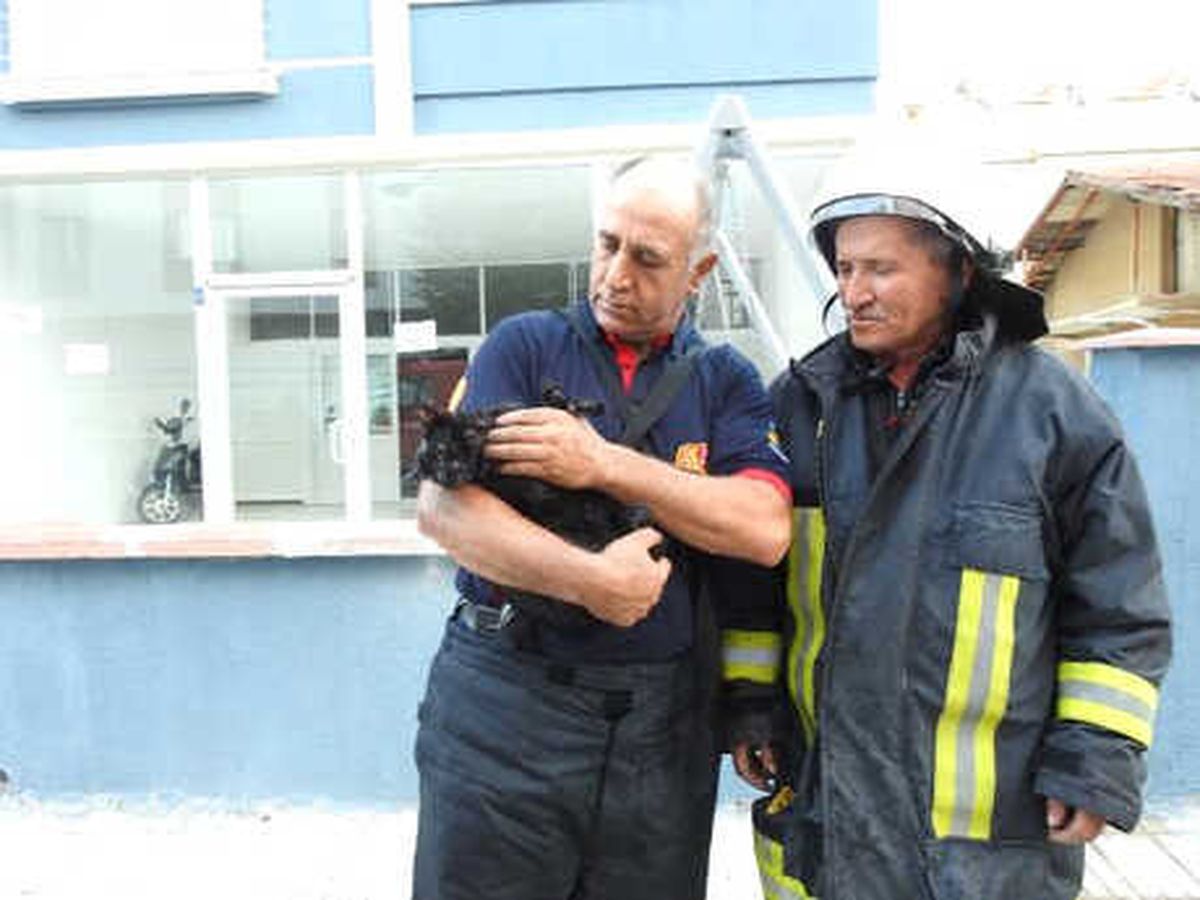 Yangında Nefessiz Kalan Kedi, Kalp Masajıyla Hayata Döndürüldü