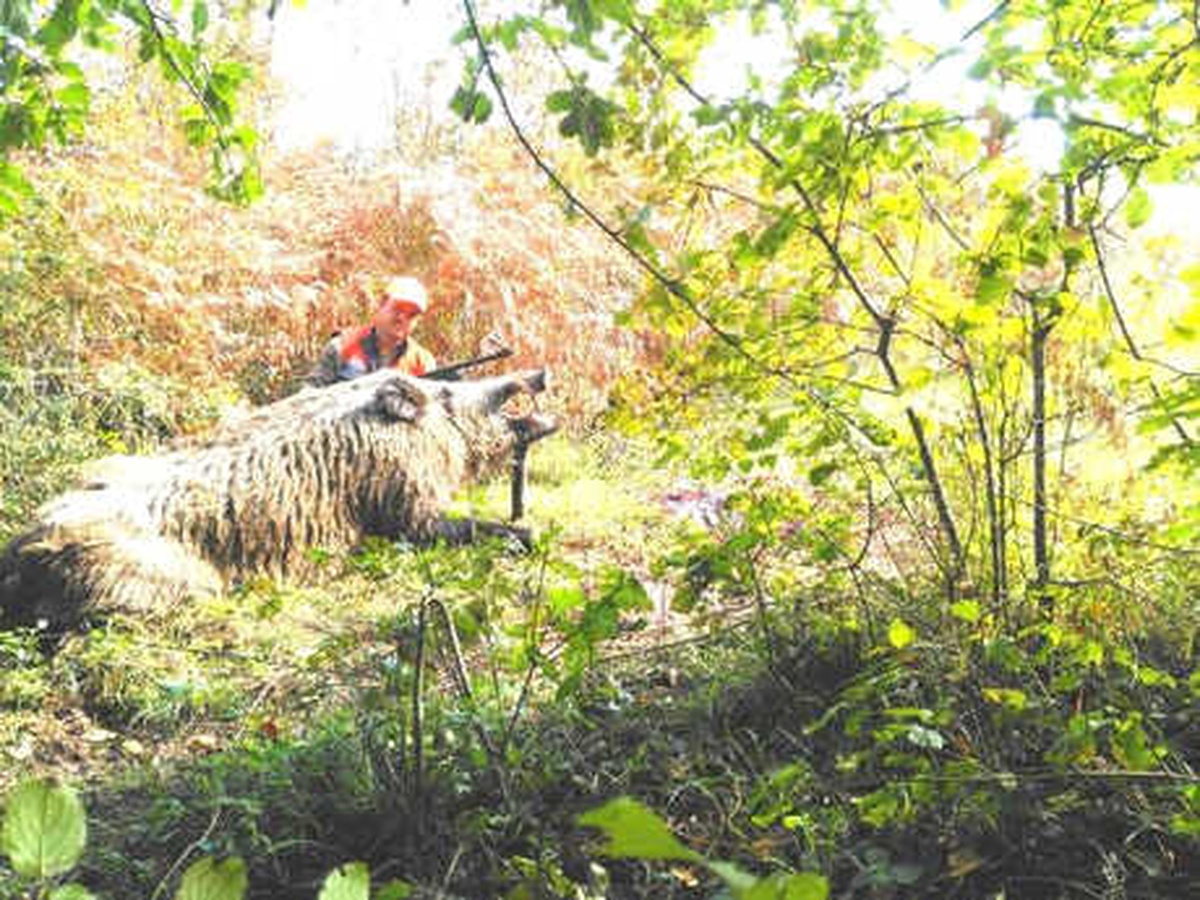 400 Kiloluk Domuzu Vurup, Sosyal Medyadan Paylaştı