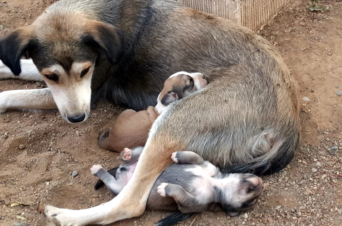 Anne Köpek ve Yavrularına Hayvanseverler Sahip Çıktı
