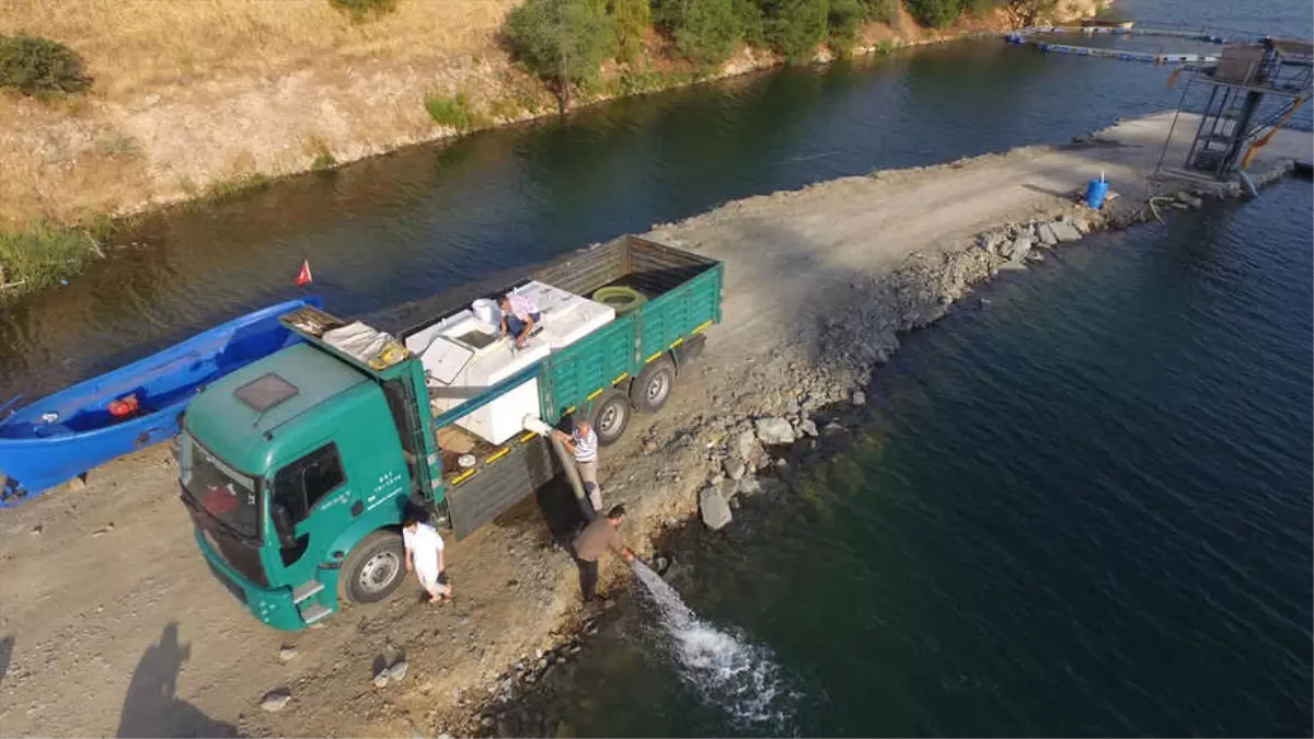 Barajlara 1 Milyon 520 Bin Yavru Balık Bırakıldı