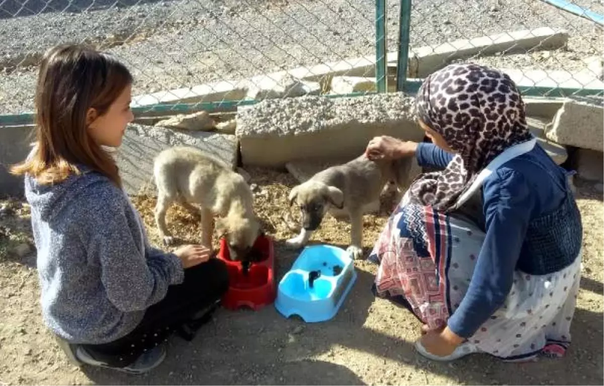 Barınaktaki Köpekleri Sevip, Beslediler