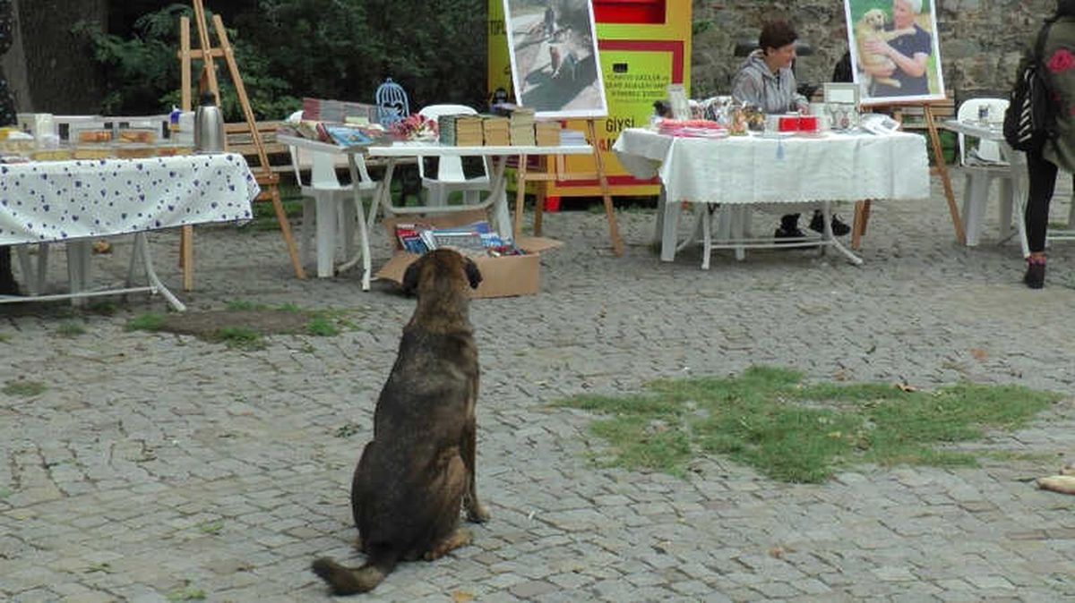 Beykoz\'da Hayvanlar İçin Kermes