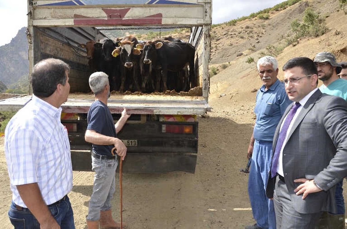 Beytüşşebap\'ta Genç Çiftçilere Büyükbaş Hayvan Dağıtıldı