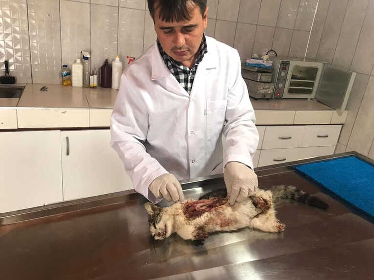 Bilecik\'te 4 Ayağı Kopmuş Şekilde Kedi Bulundu