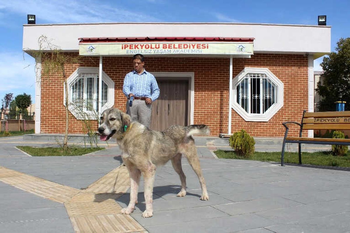 Çöplükte Bulunan \'Dost\', Şimdi Görme Engellilere Rehber Oldu