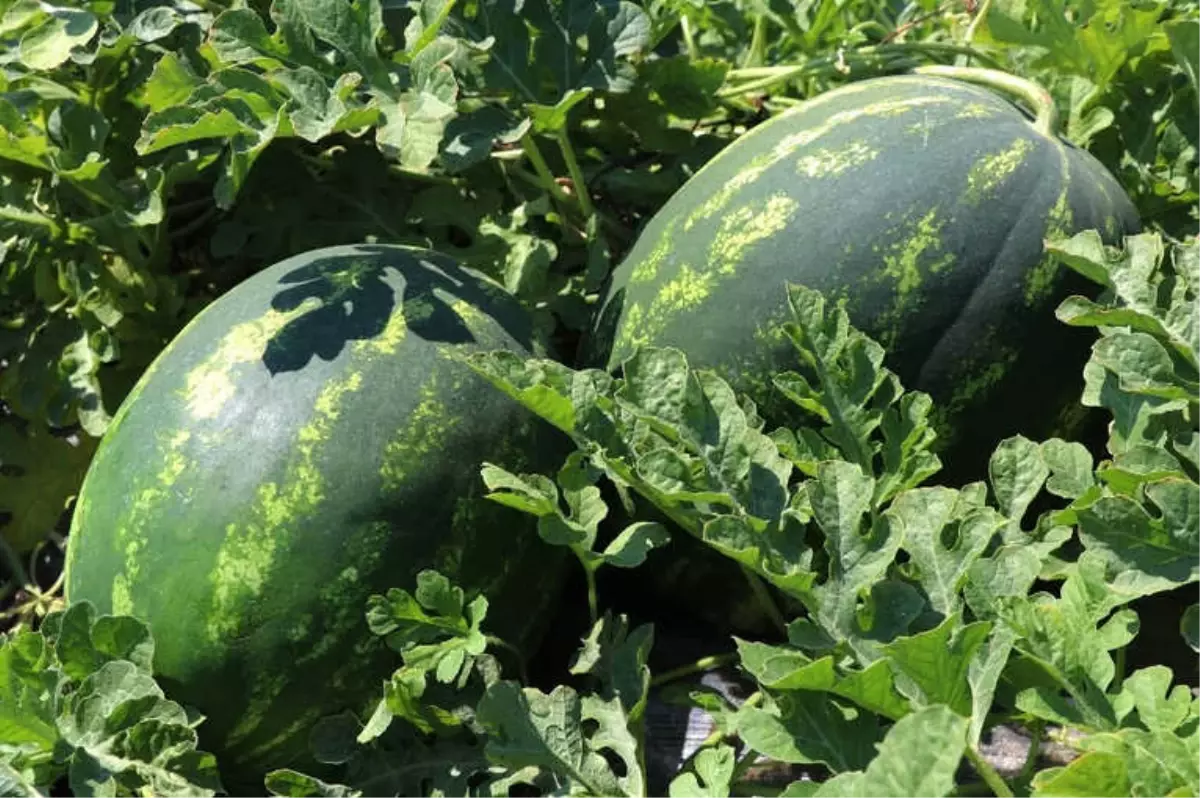 Doğu Marmara\'nın Zam Şampiyonu Karpuz Oldu