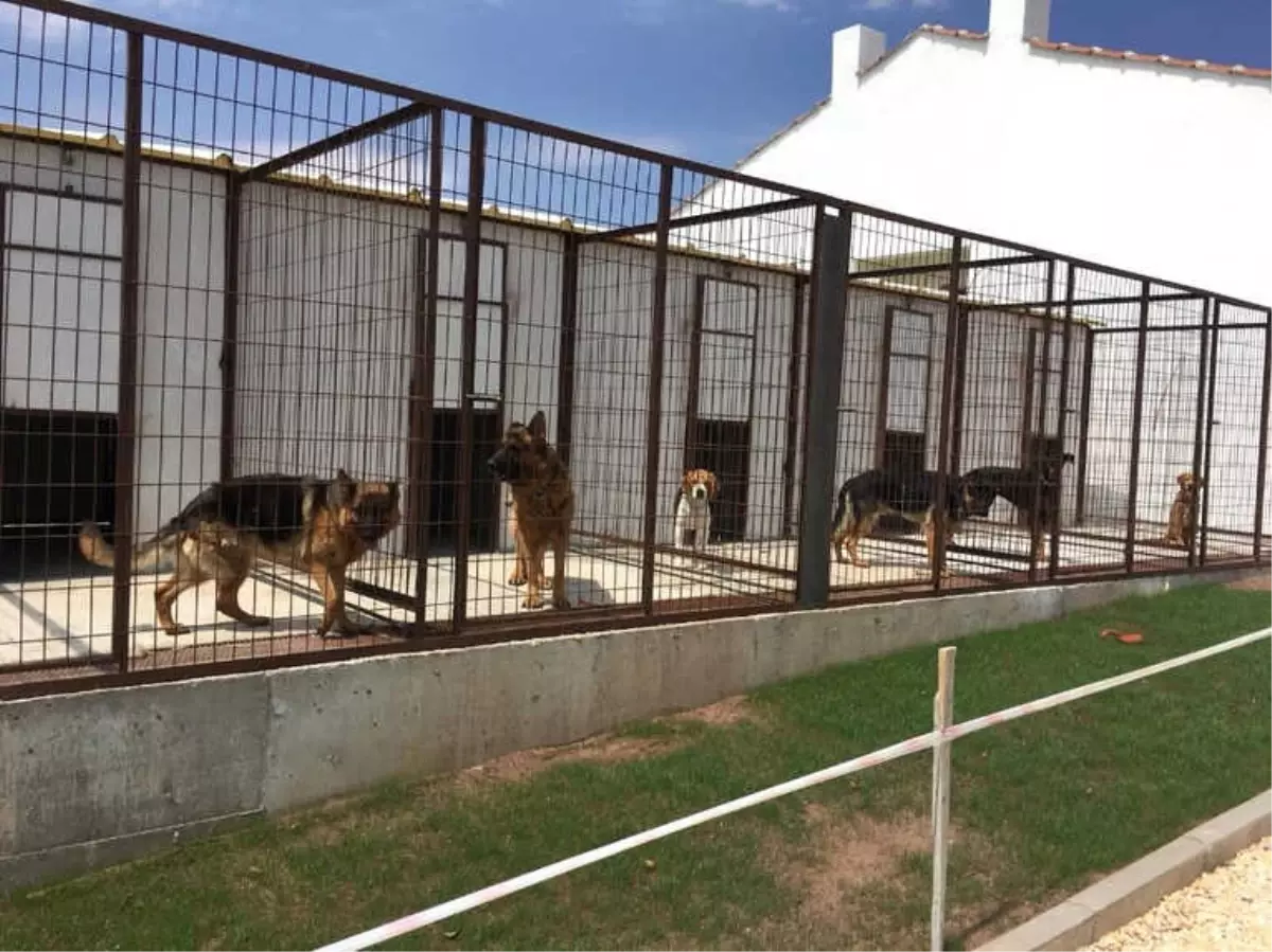 Eskişehir\'de Köpek Oteli ve Çiftliği
