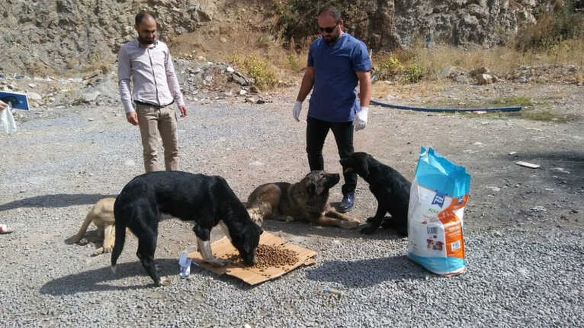 Hakkari\'de \'4 Ekim Hayvanları Korumu Günü\' Etkinlikleri