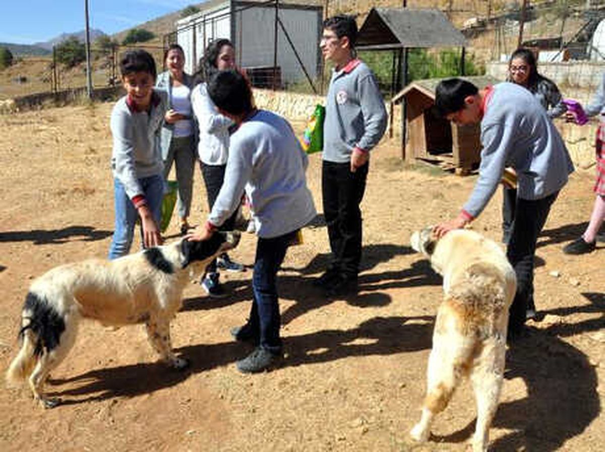 Harçlıklarıyla Köpeklere Mama Aldılar