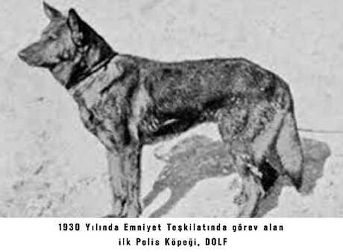 İlk Polis Köpeği \'Dolf\'ün Fotoğrafı Paylaşıldı