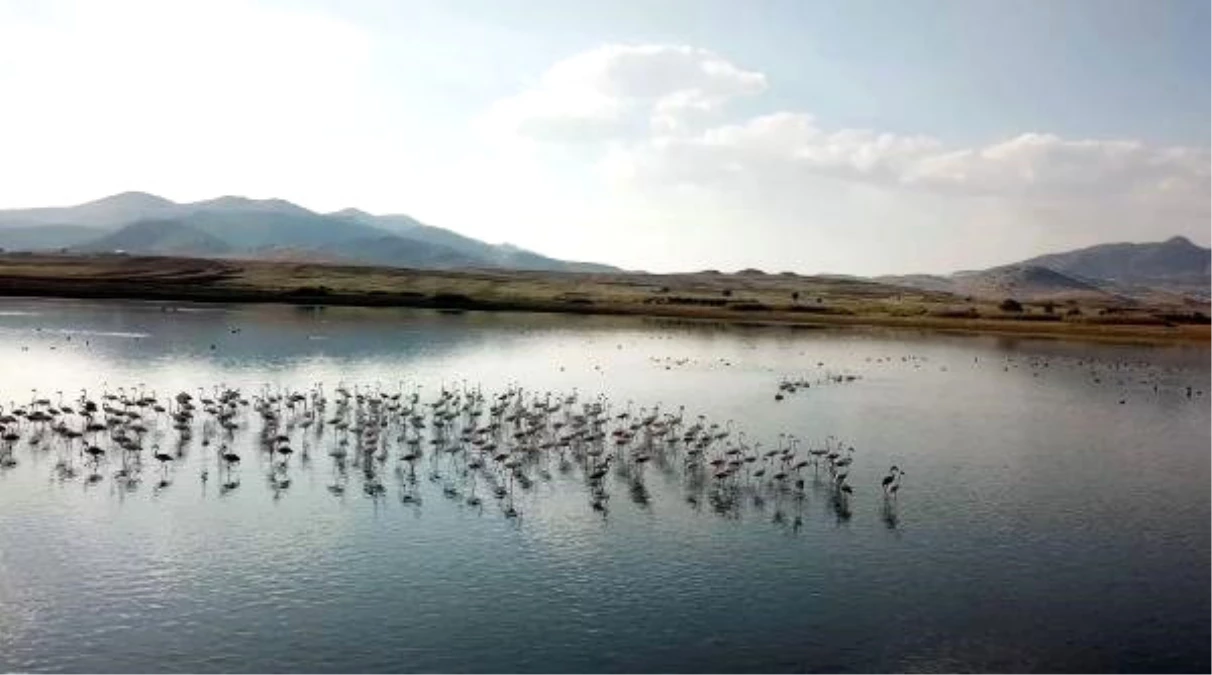 Karataş Gölü\'ne Flamingo Akını