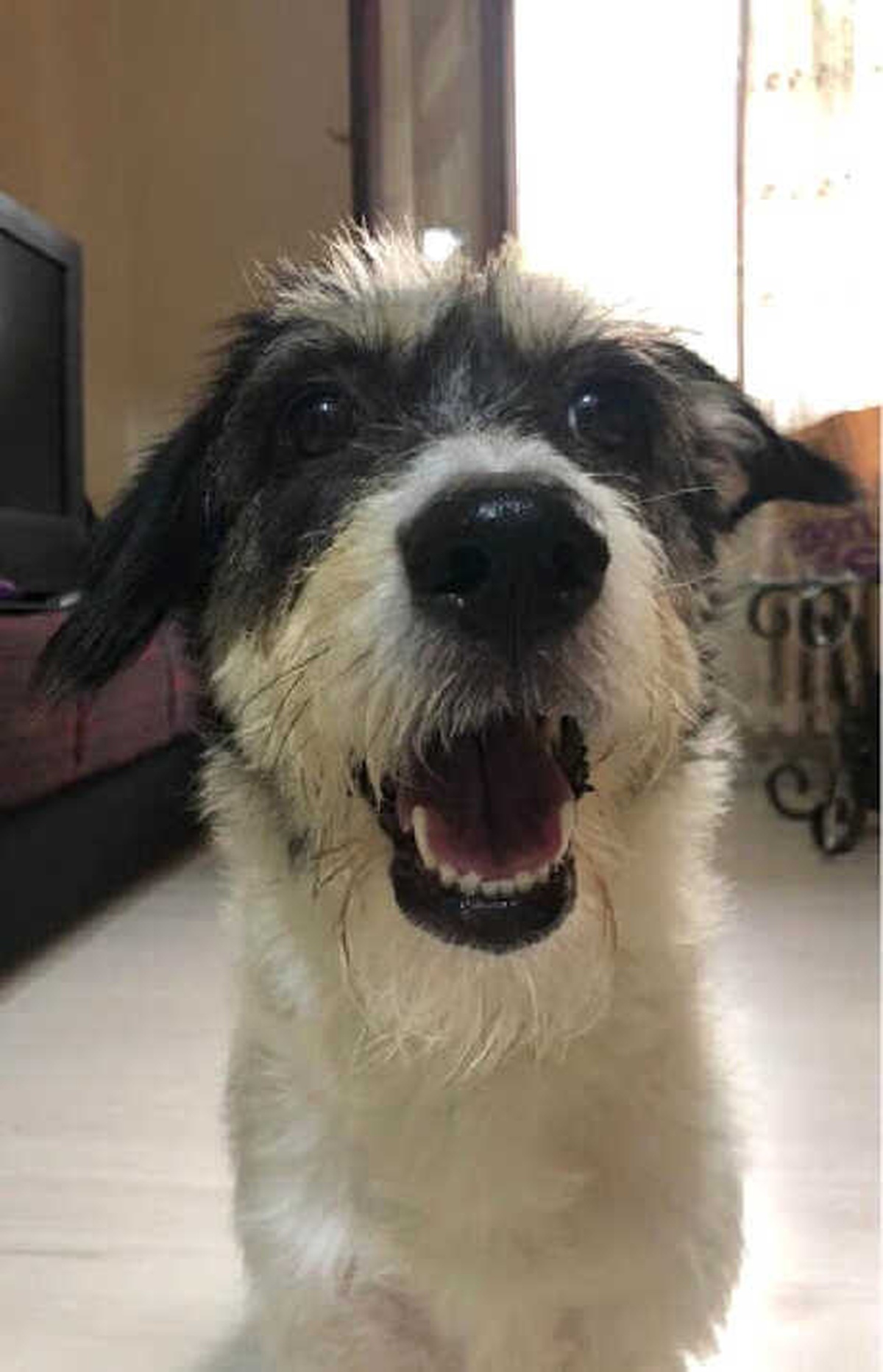 Köpekler, Biz Onlara Konuşurken Neden Kafalarını Eğerler?
