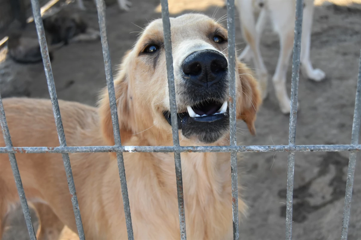 Öğrencilerden Can Dostlara 4 Ekim Ziyareti