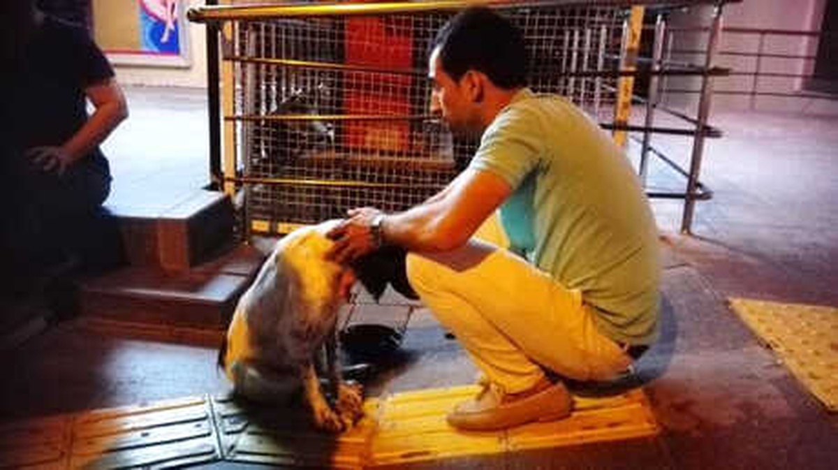 Otomobilin Çarptığı Köpek Tedaviye Alındı