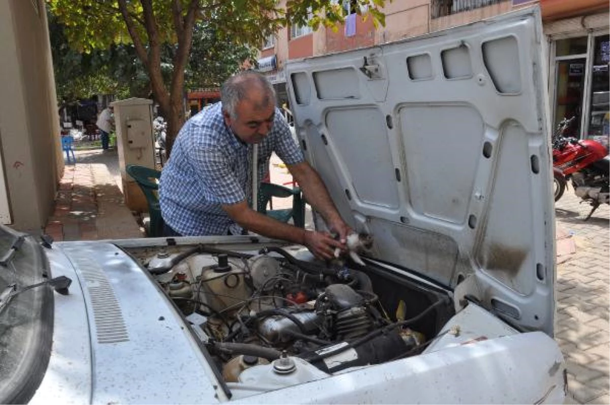 Otomobilin Motor Bölümüne Giren Kedi, Ciğeri Görünce Dışarı Çıktı