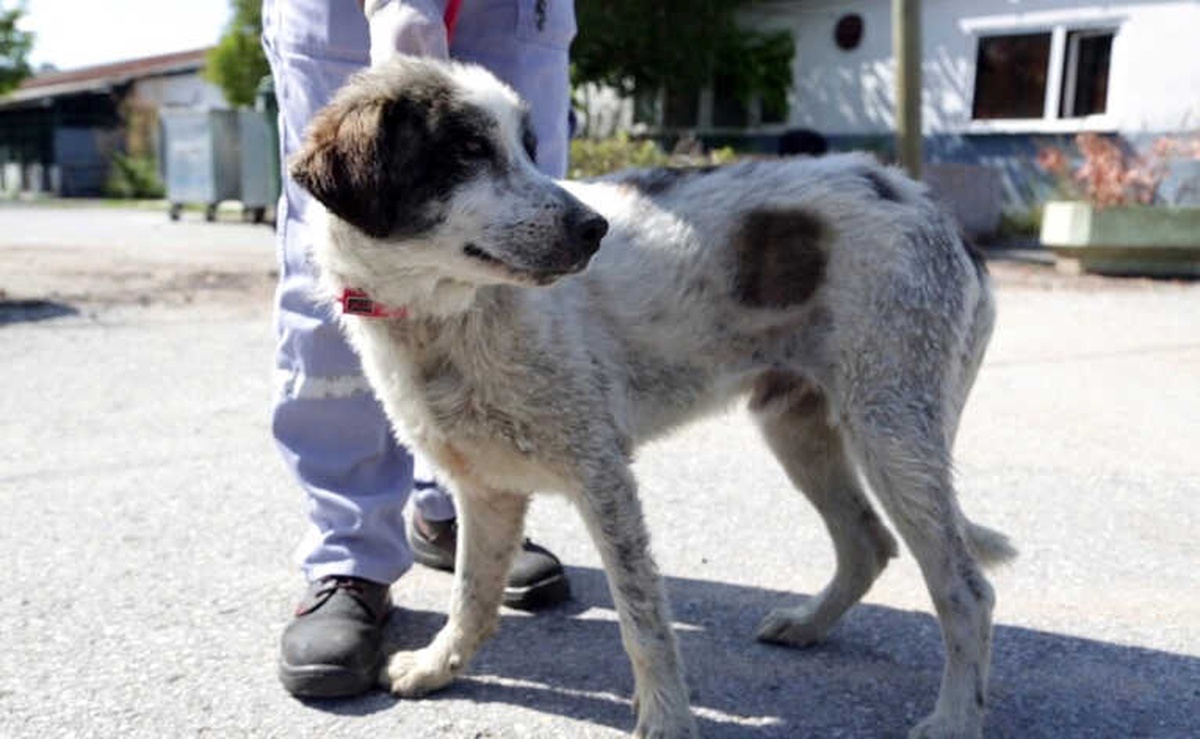 Ataşehir\'de İkinci Kuyu Köpek Vakası