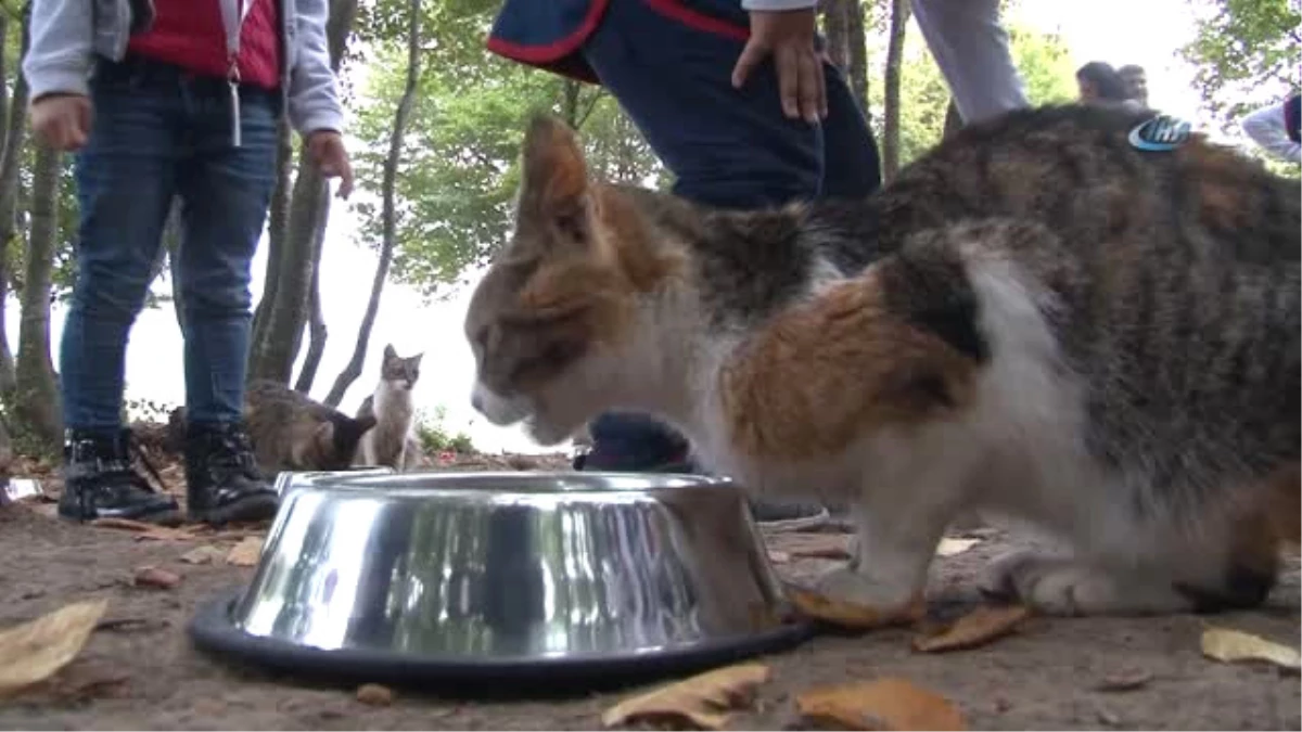 Samsun\'daki \'Kedi Kasabası\'nda Çocuklara Hayvan Sevgisi Aşılandı