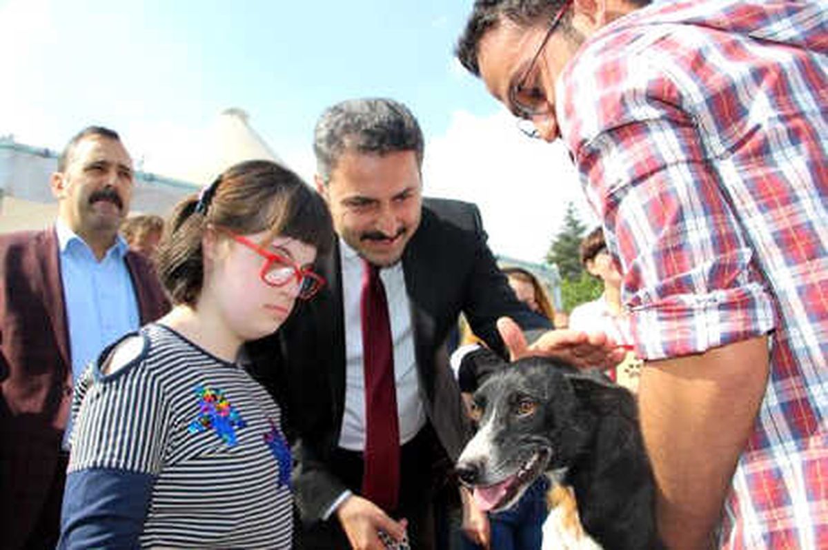 Tokat\'ta Sokak Hayvanları İçin Kermes