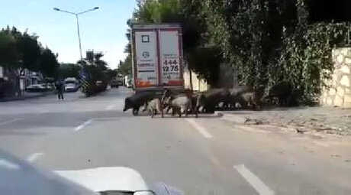 Aç Kalan Yaban Domuzları Bodrum Merkezine İndi
