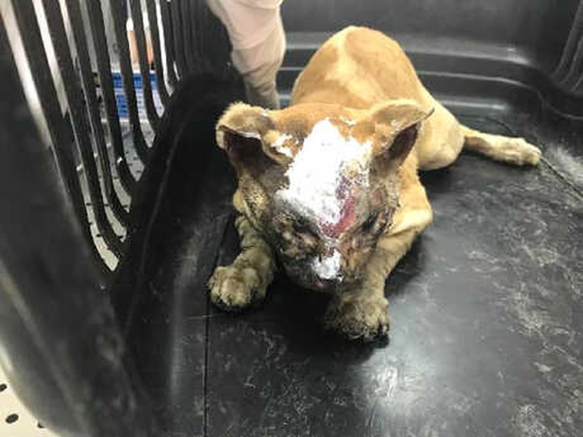 Diyarbakır\'da Yanan Kedi, Görme Yetisini Kaybetti