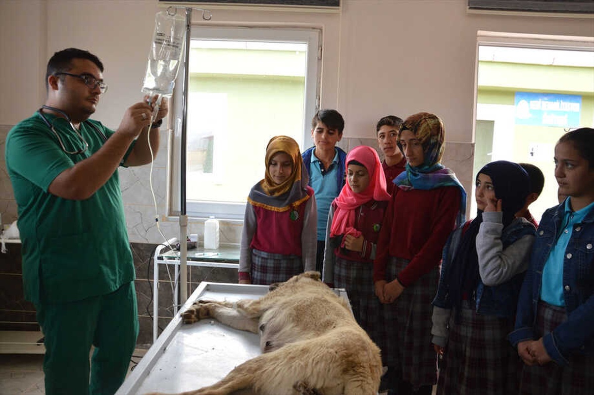 Felç Kalan Lassie\'ye Öğrencilerden Ziyaret
